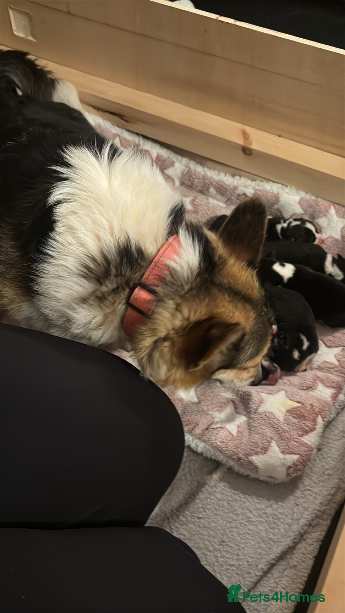 Welsh Corgi Pembroke dogs for sale: Stunning champion breed Tri Corgi Puppies  - Advert 15