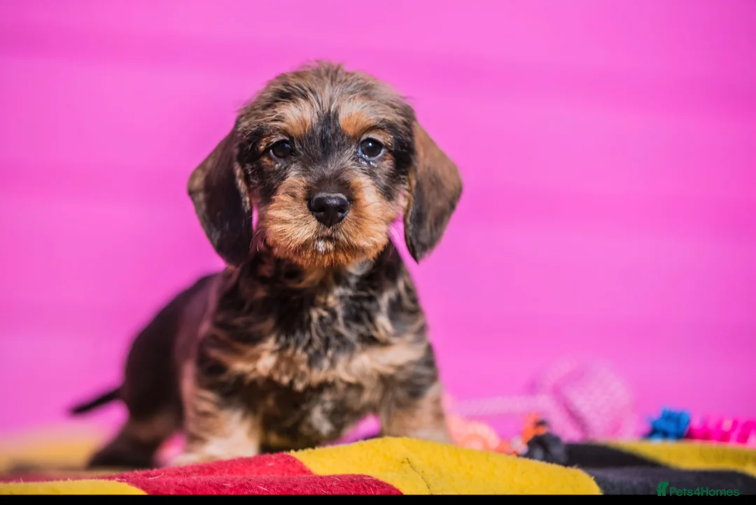 Dachshund dogs for sale: Outstanding Standard Wire-haired Dachshund Puppies - Advert 1
