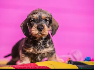 Dachshund dogs KC Reg Standard Wire-haired Dachshund Puppies - Advert 2