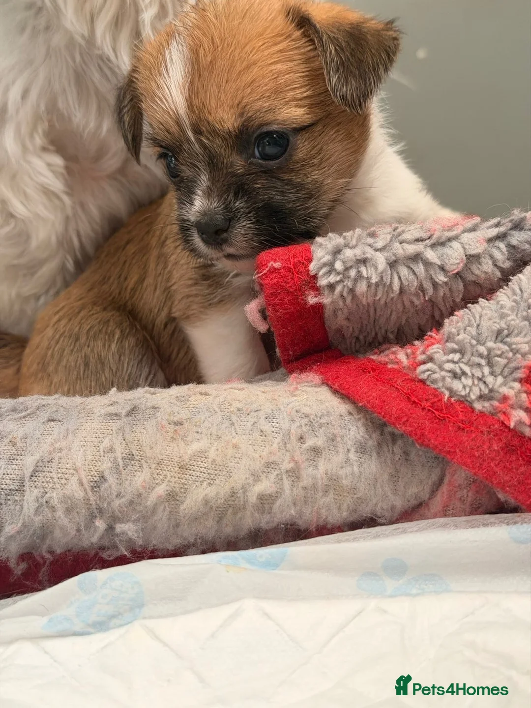 Mixed Breed dogs for sale: Shihtzu x chihuahua  in Bargoed - Advert 2