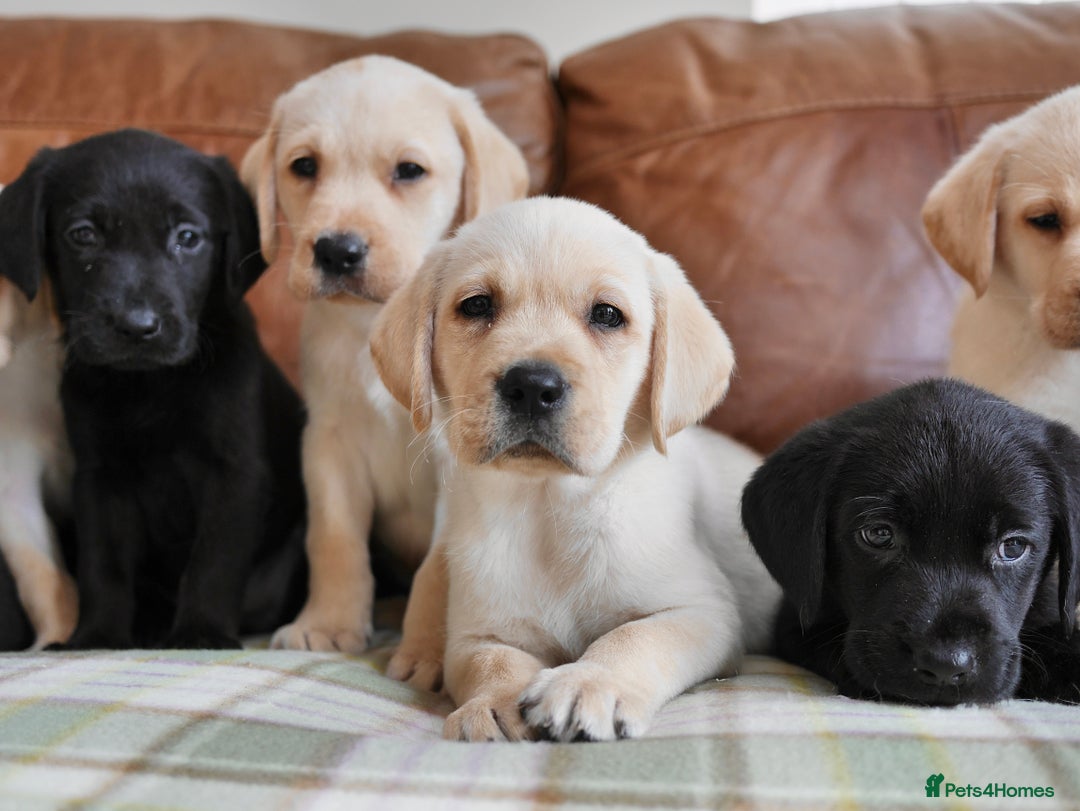 Labrador Retriever dogs for sale: Quality Health Tested Labrador Puppies - Image 7
