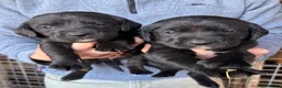 Springador dogs for sale: Beautiful Black Springador puppies for sale. in Okehampton - Advert 1