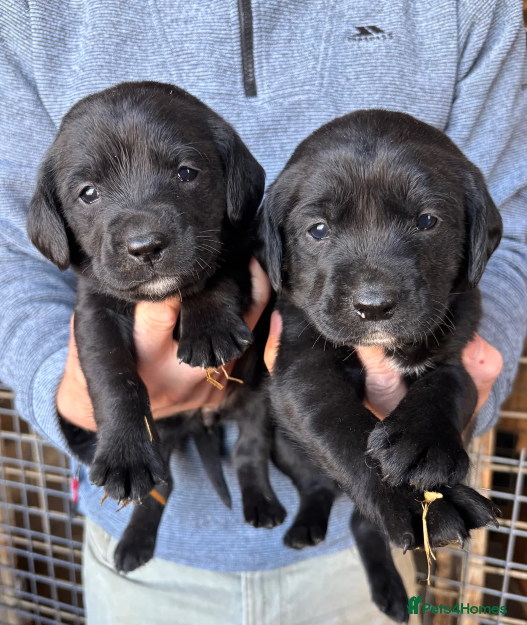 Springador dogs for sale: Beautiful Black Springador puppies for sale. in Okehampton - Advert 1