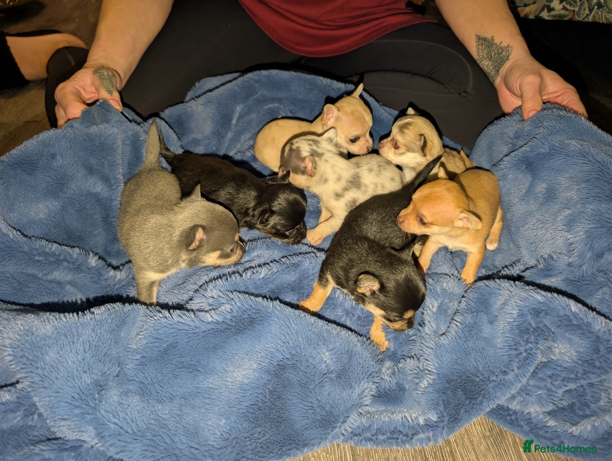 Chihuahua dogs GORGEOUS LONGHAIRED MERLE CHIHUAHUAS  - Advert 2