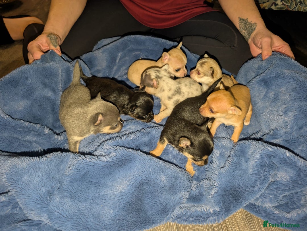 Chihuahua dogs for sale: GORGEOUS LONGHAIRED MERLE CHIHUAHUAS  - Advert 1