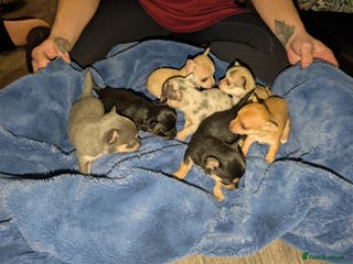 Chihuahua dogs GORGEOUS LONGHAIRED MERLE CHIHUAHUAS - Advert 3