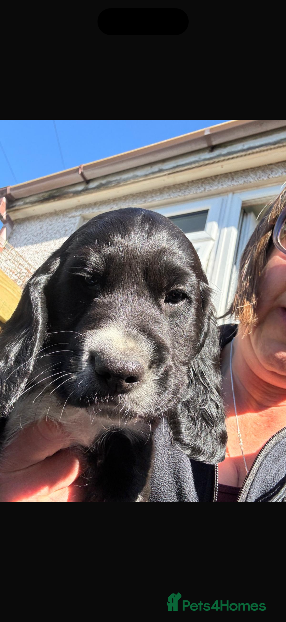 Sprocker dogs Working bred Sprocker spaniel puppy ONE BOY LEFT  - Advert 2