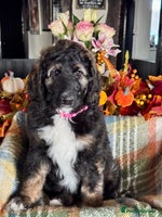 Bernedoodle dogs 3 left tri colour bernedoodle puppies girls only - Advert 5