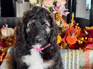 Bernedoodle dogs 2 left tri colour bernedoodle puppies girls only - Advert 4