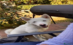 Mixed Breed dogs for sale: American x Japanese Akita  - Image 7