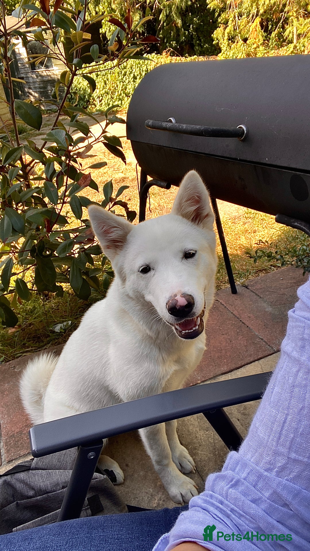 Mixed Breed dogs for sale: American x Japanese Akita  - Image 7