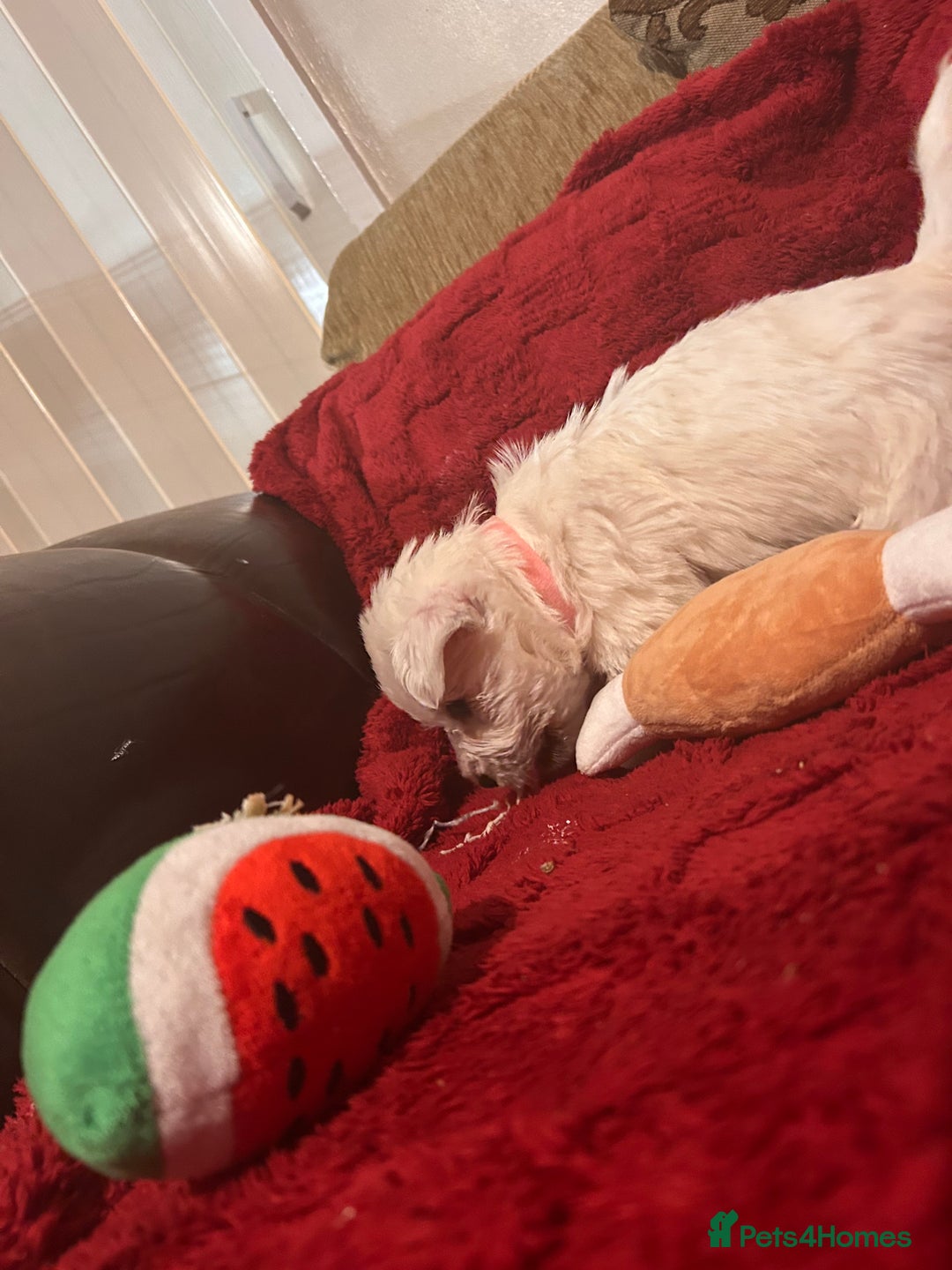 West Highland Terrier dogs for sale: West highland puppies - Advert 11