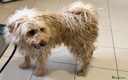 Mixed Breed dogs for adoption: Wonderful Marcus needs a loving home - Image 10