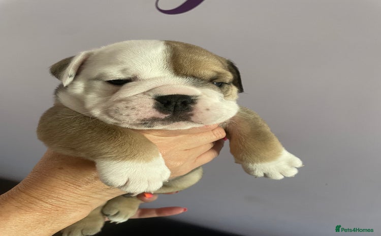 English Bulldog dogs - Advert 1