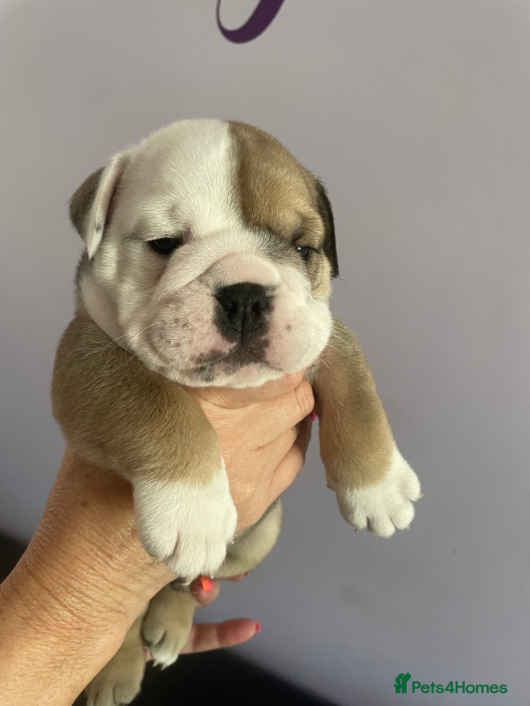 English Bulldog dogs for sale: 4 KC English Bulldog Puppies  - Image 1