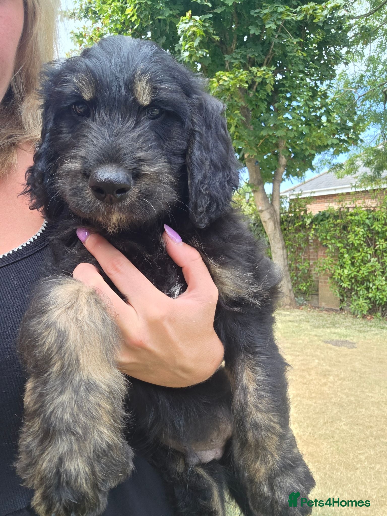 Goldendoodle dogs F1 Goldendoodle Puppies - Ready to go home🐾  - Advert 2