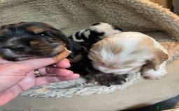 Cocker Spaniel dogs for sale: Cocker Spaniel - Show type - the calm type - Image 27