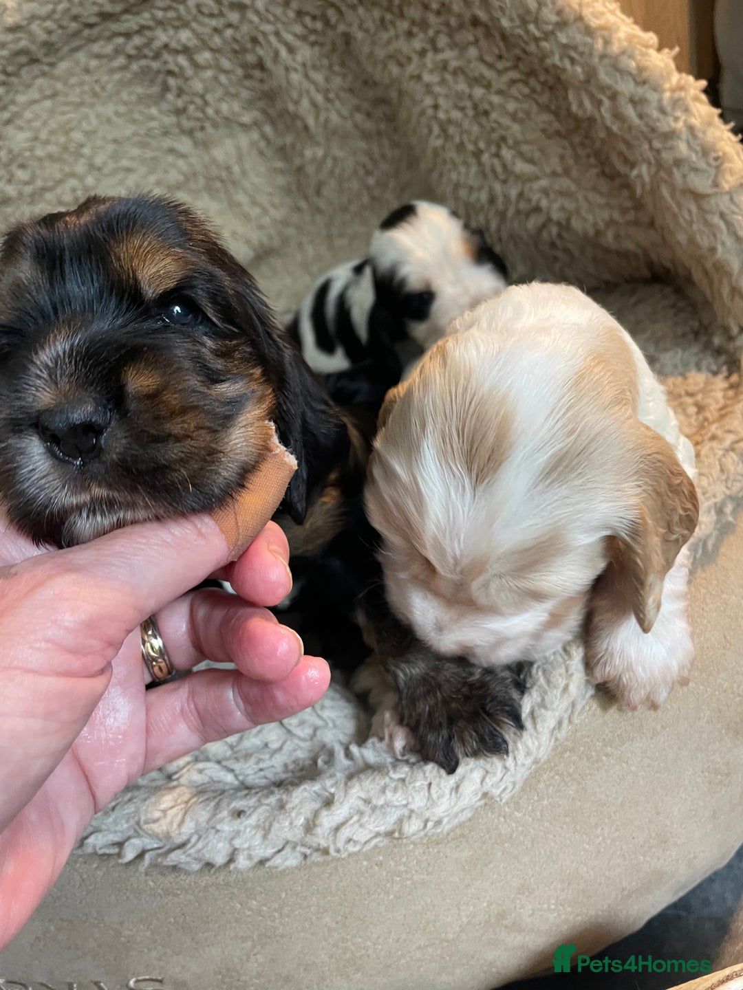 Cocker Spaniel dogs for sale: Cocker Spaniel - Show type - the calm type - Image 27