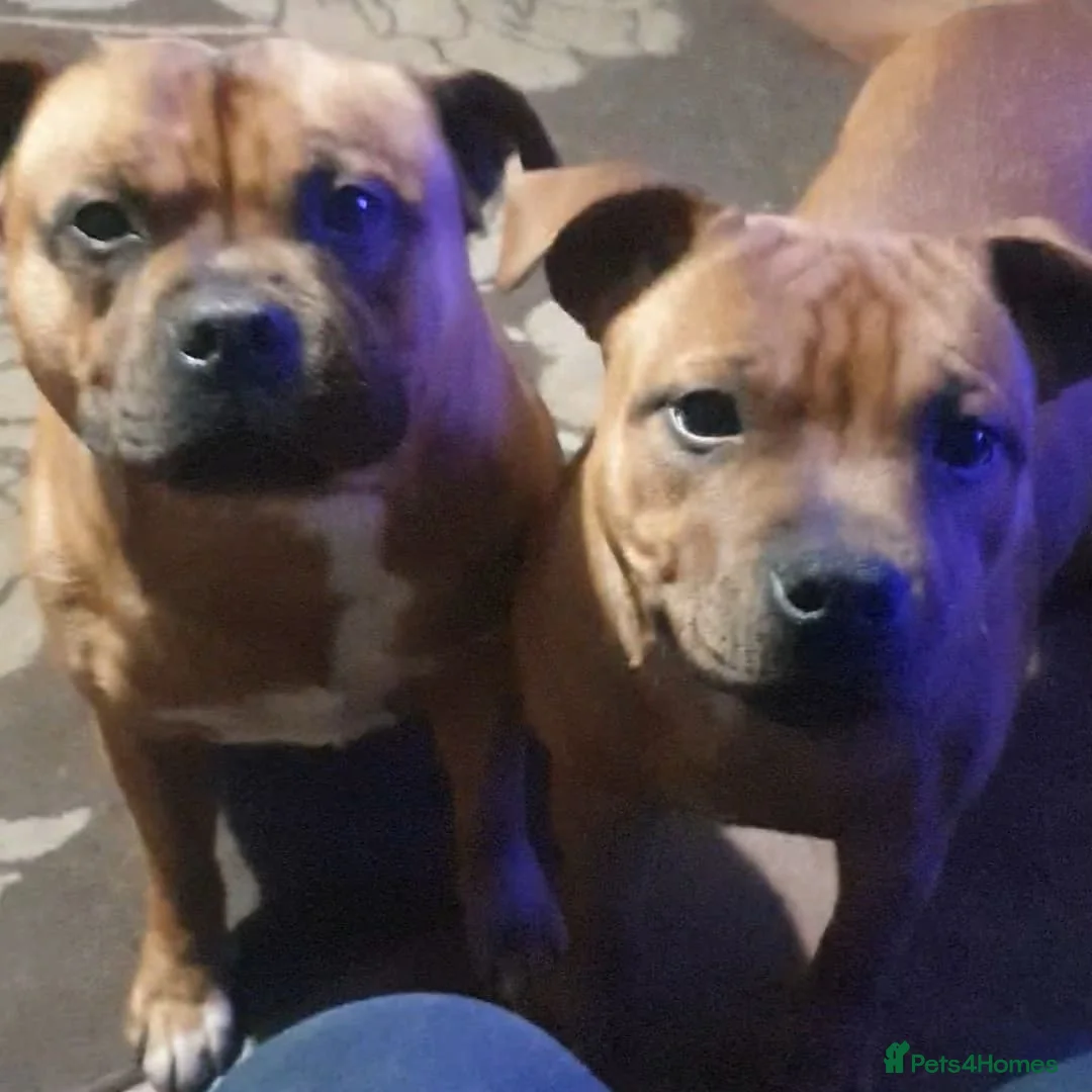 Staffordshire Bull Terrier dogs for stud: 🇬🇧THE RED DREAM TEAM🇬🇧 Exceptional Temprements in Rochdale - Advert 5