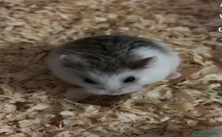 Hamster rodents - Advert 10