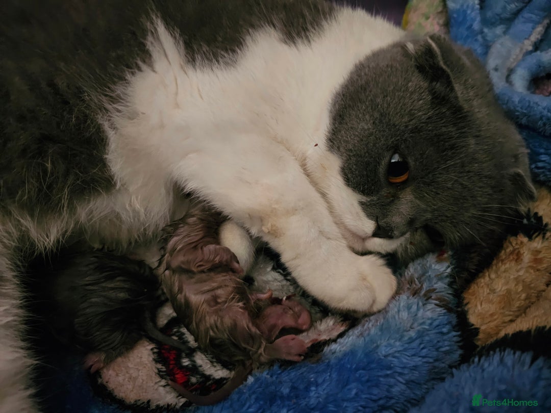 British Shorthair cats for sale: Bundles of joy - Advert 1