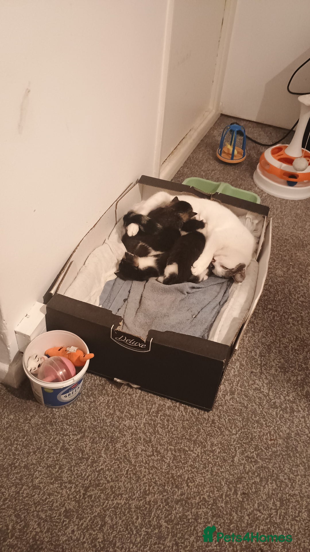 American Shorthair cats for sale: 1 male and 1 female 9 week old kittens for sale!!! - Advert 5