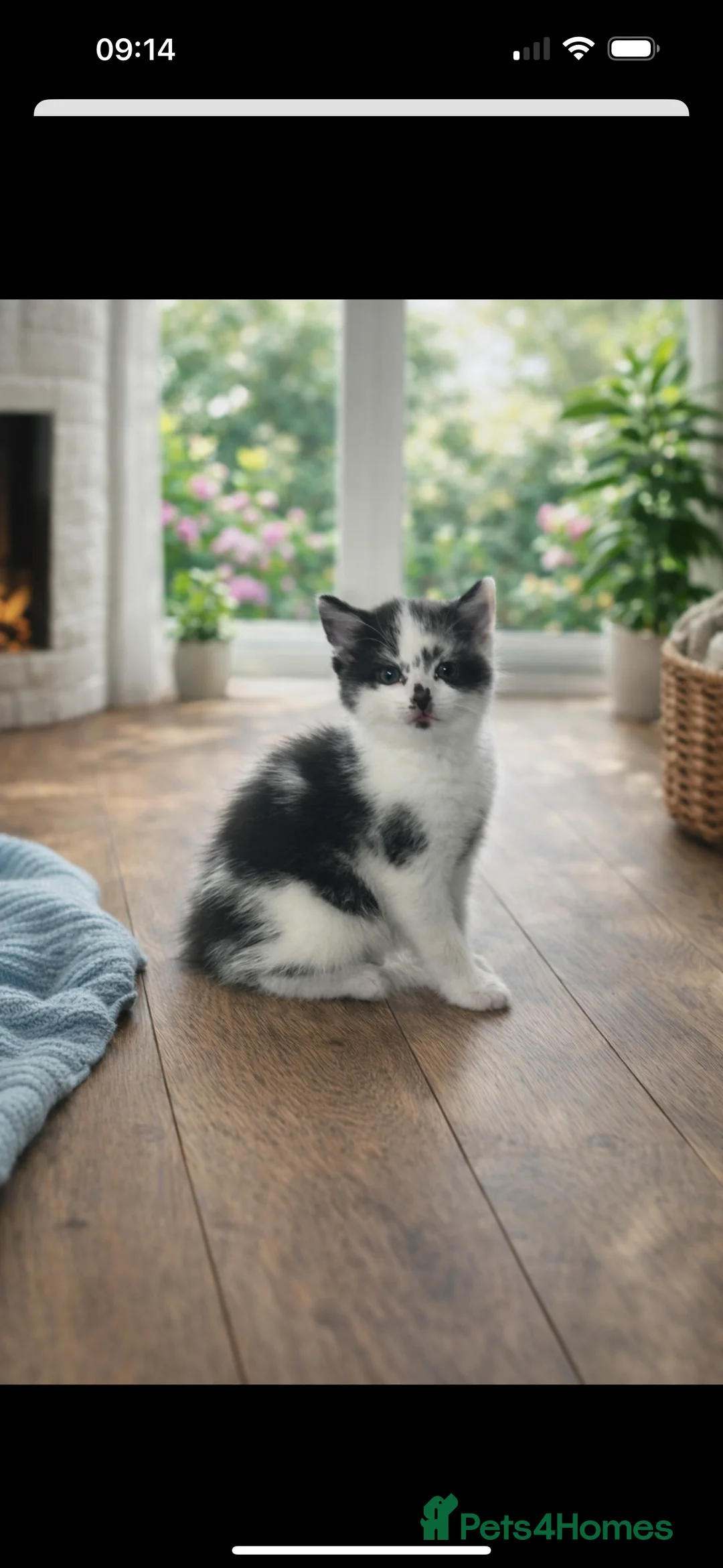 Mixed Breed cats for sale: Beautiful mixed breed kittens  - Advert 2