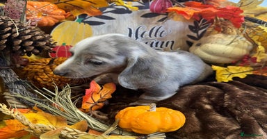 Miniature Dachshund dogs - Advert 4