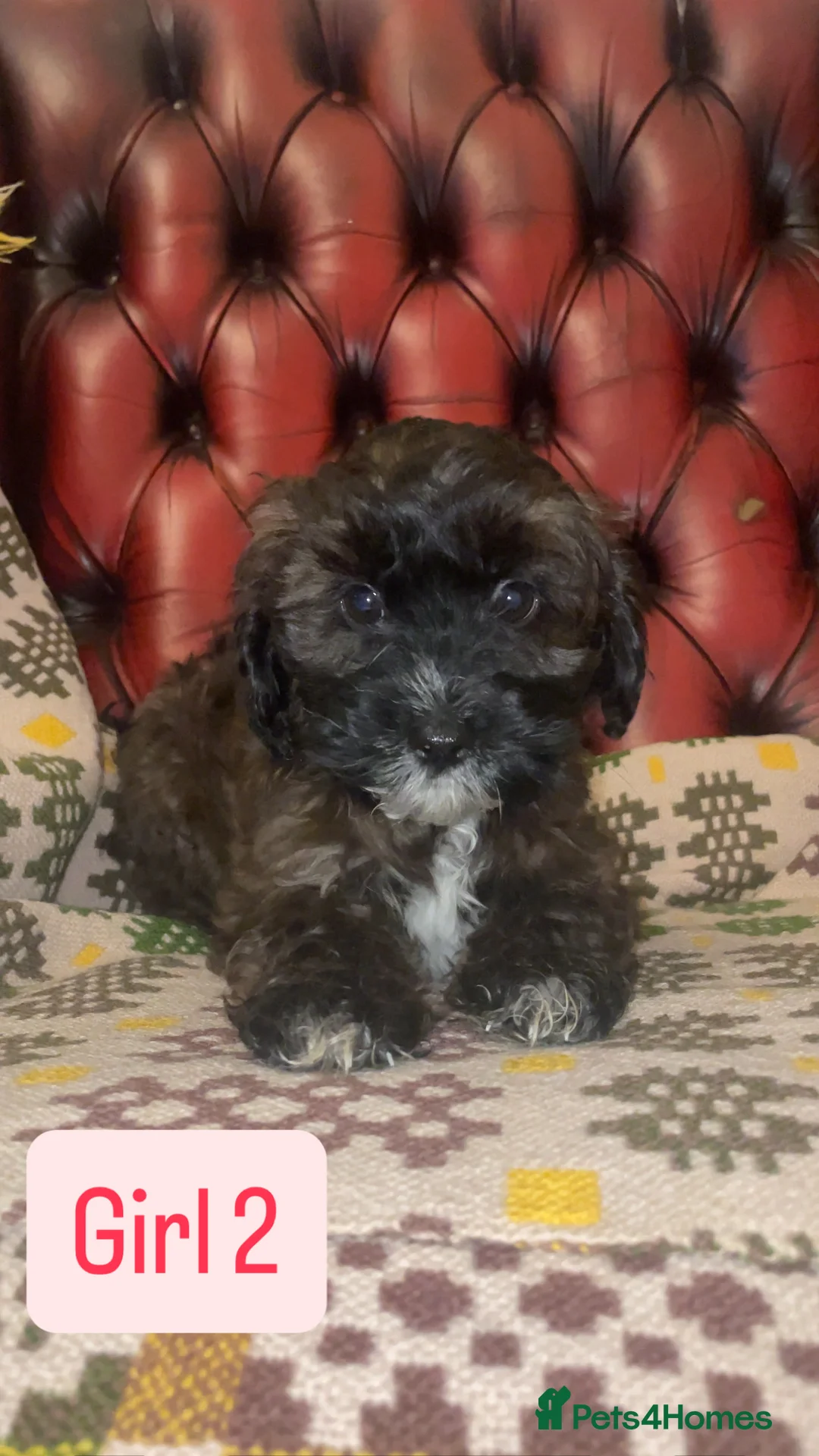 Shihpoo dogs for sale: 🐶 Beautiful Shihpoo Puppies for Sale - Advert 4