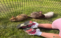 Mini Lion Lop rabbits for sale: Super friendly and loving babies - Image 14