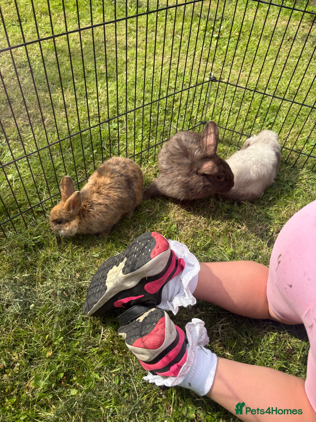 Mini Lion Lop rabbits for sale: Super friendly and loving babies - Image 14