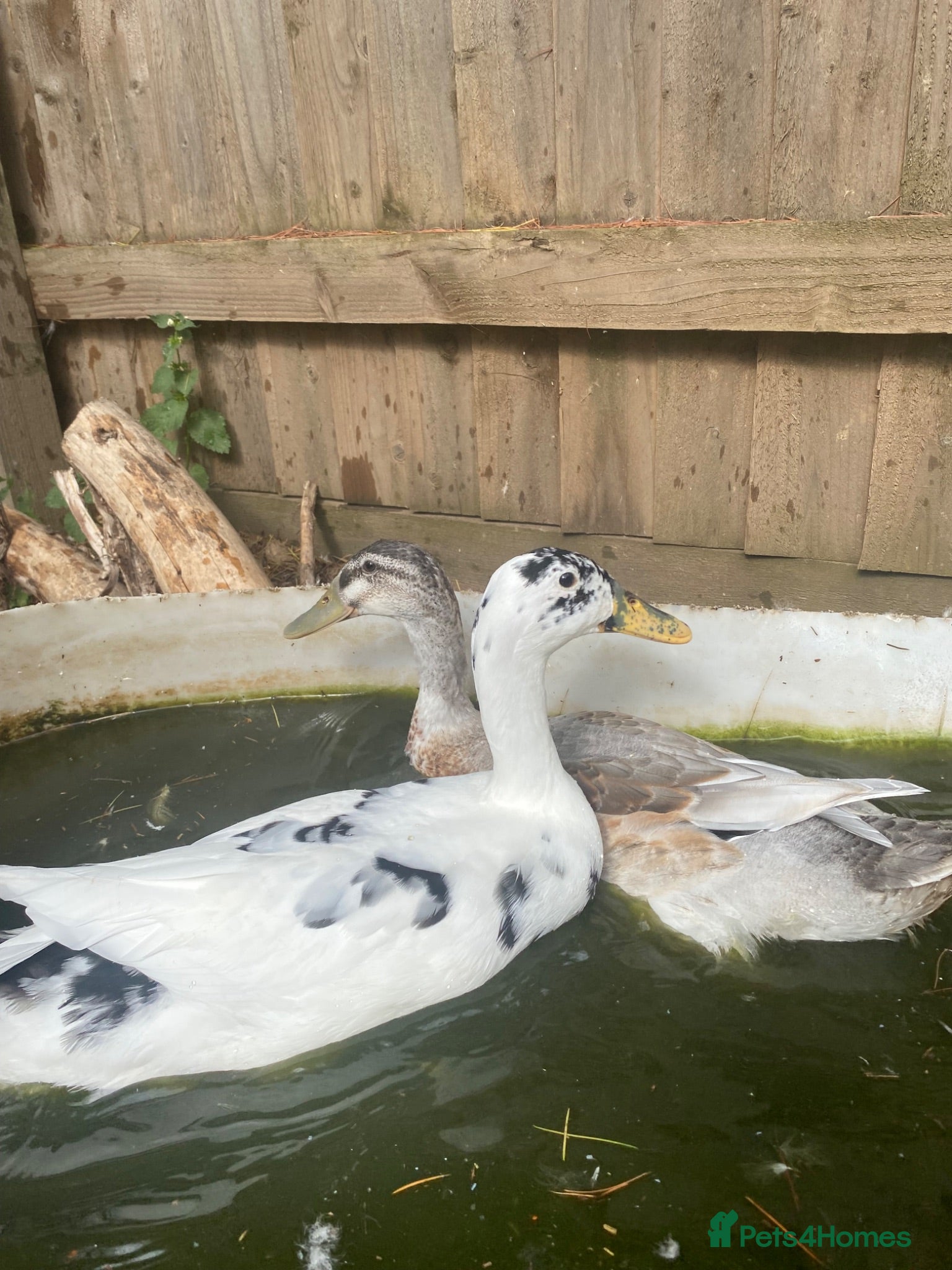 Ducks poultry for sale: REDUCED! Indian Runner Ducklings + Fertile Eggs - Advert 2