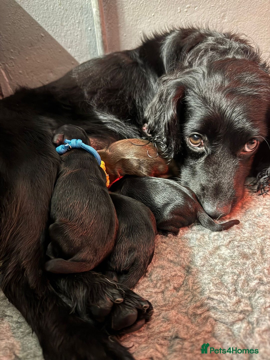 Cocker Spaniel dogs for sale: Gorgeous Cockers  - Farlavale x Muzmurray - Advert 1