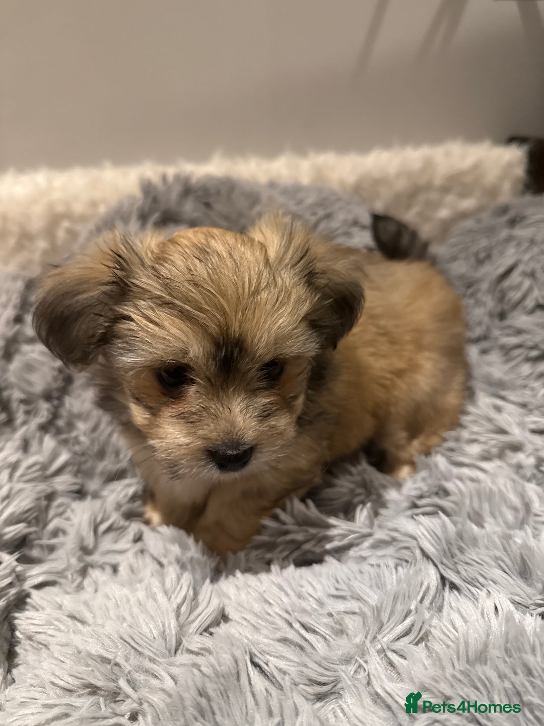 Mixed Breed dogs for sale: Unique mix - Maltese x JackChi Puppies - Advert 32