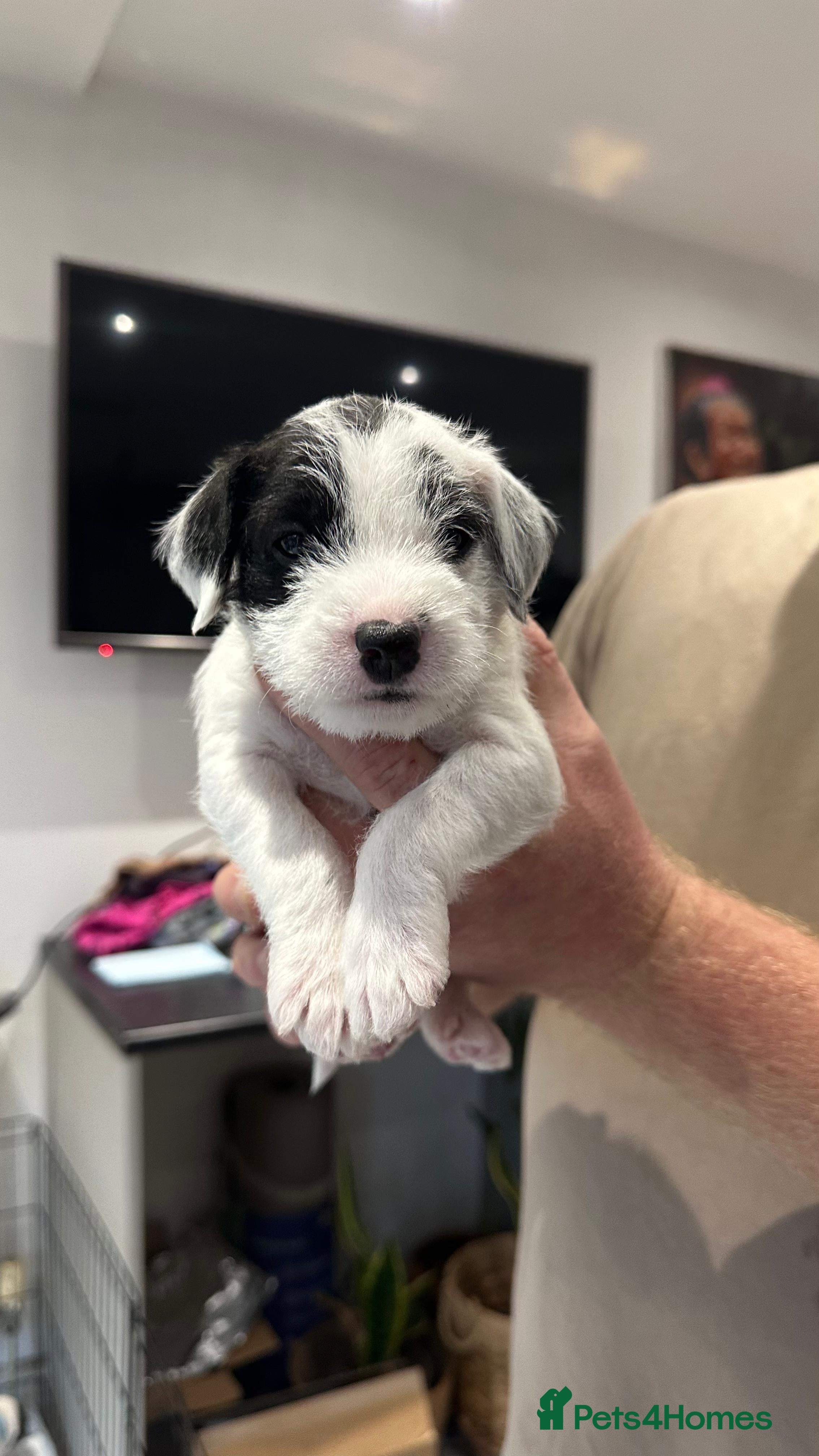 Parson Russell dogs KC registered Parsons Terriers - Advert 1