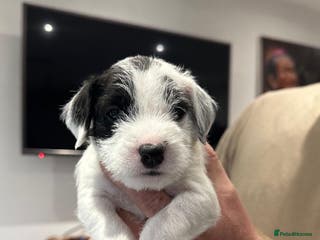 Parson Russell dogs KC registered Parsons Terriers - Advert 8