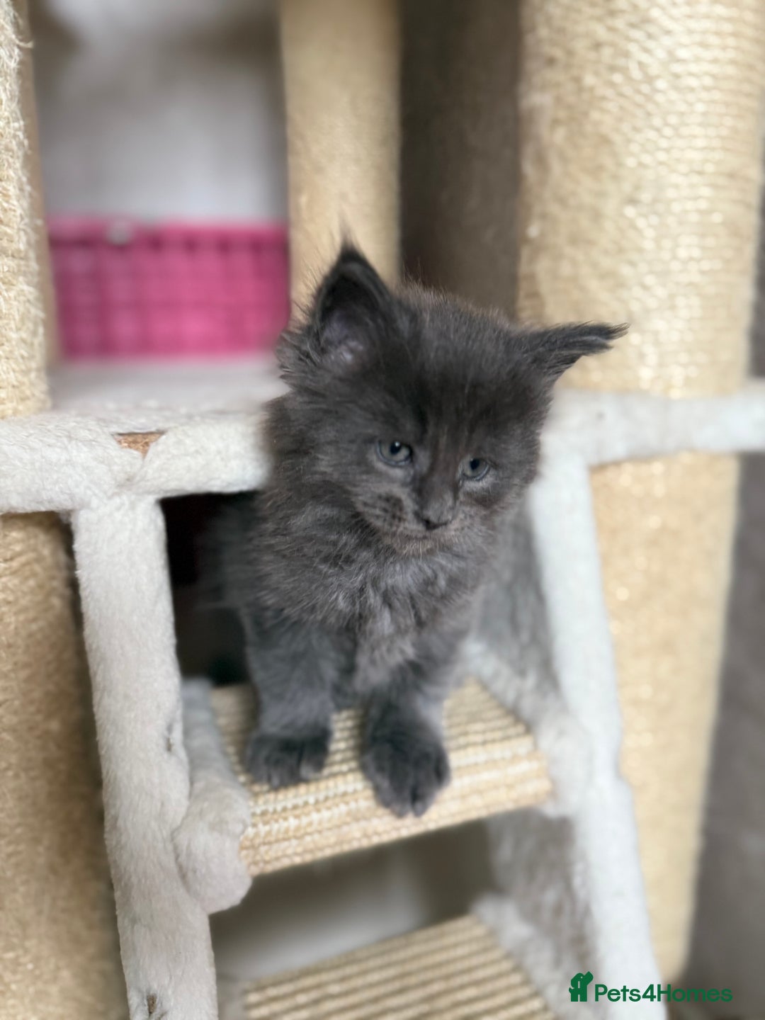 Maine Coon cats for sale: GCCF Maine coon stunning large kittens  - Advert 16