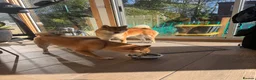 Japanese Shiba Inu dogs for stud: Multiple Proven Shiba Inu Champion Stud 24 month in Leeds - Advert 4
