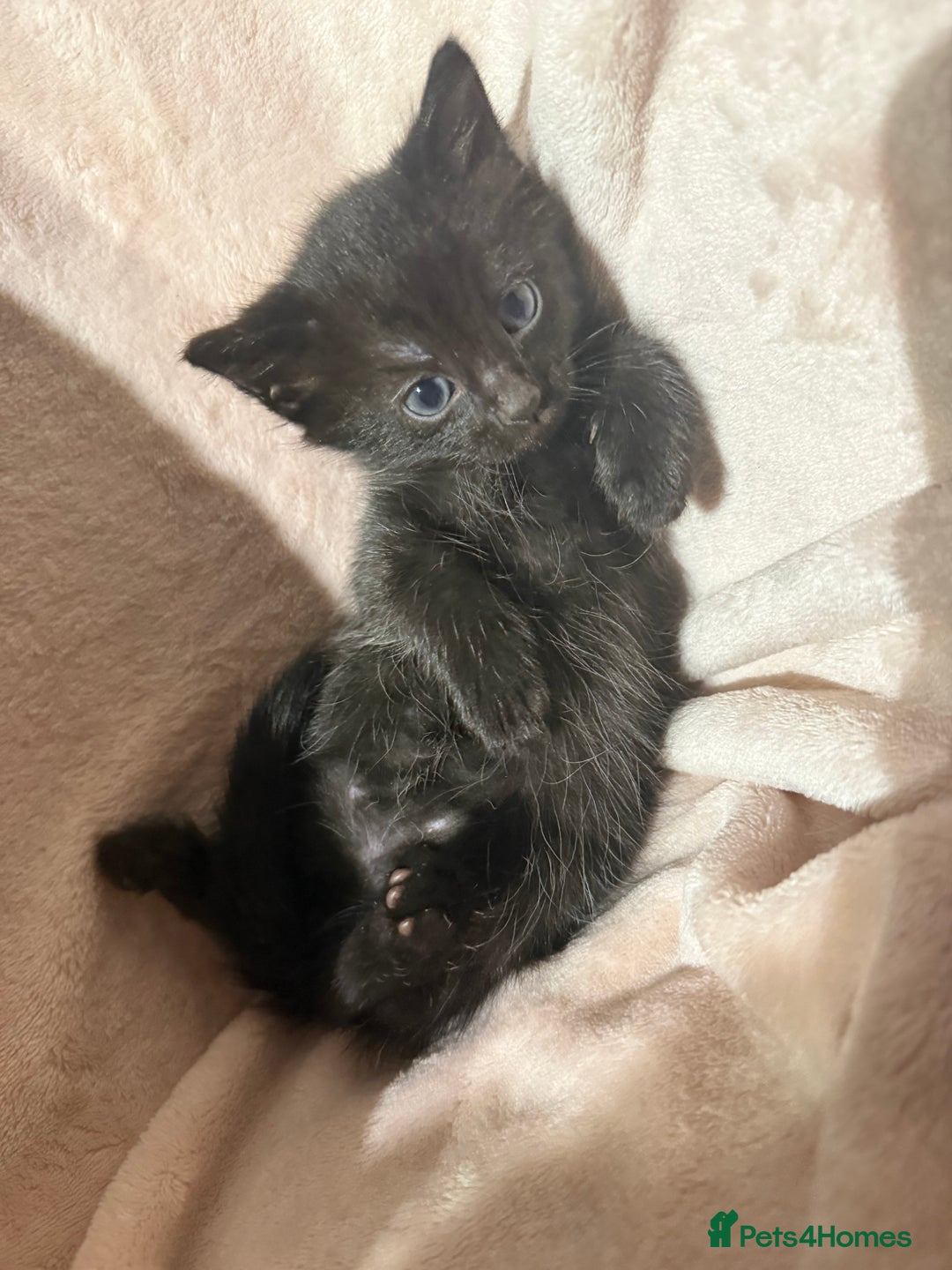 British Shorthair cats for sale: British shorthair kittens - Advert 7