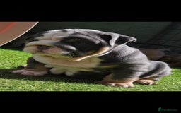 English Bulldog dogs for sale: Exceptional English Bulldog Puppies - Image 8