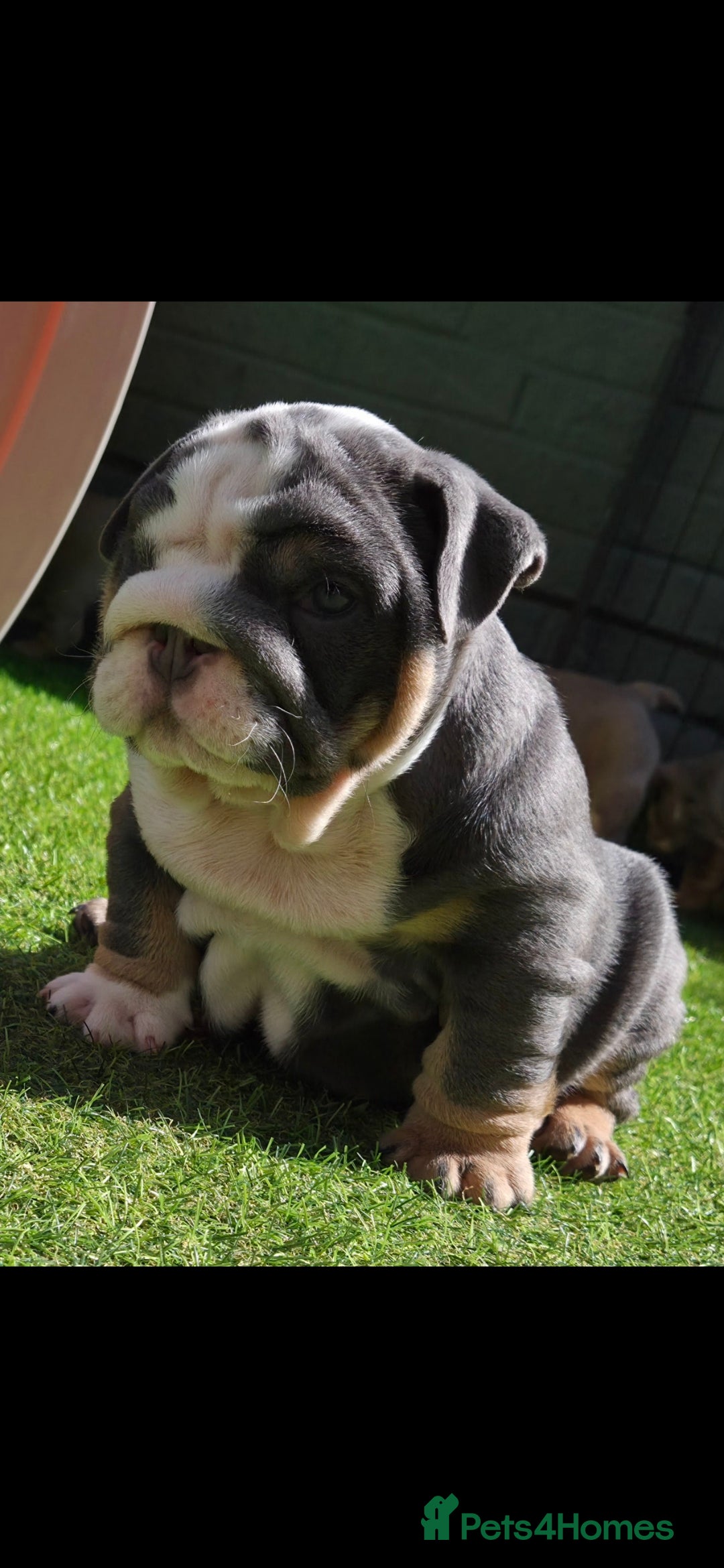 English Bulldog dogs for sale: Exceptional English Bulldog Puppies - Image 8