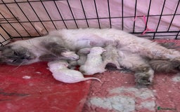 Ragdoll cats for sale: 🐾beautiful pedigree ragdolls  - Image 8