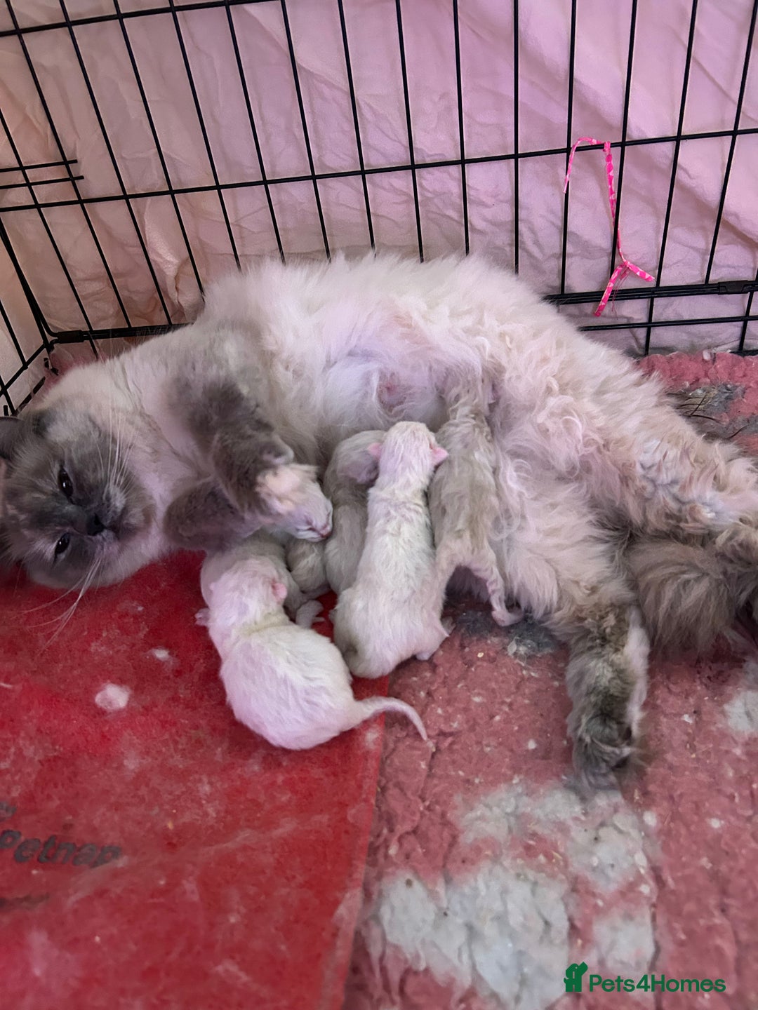 Ragdoll cats for sale: 🐾beautiful pedigree ragdolls  - Image 8