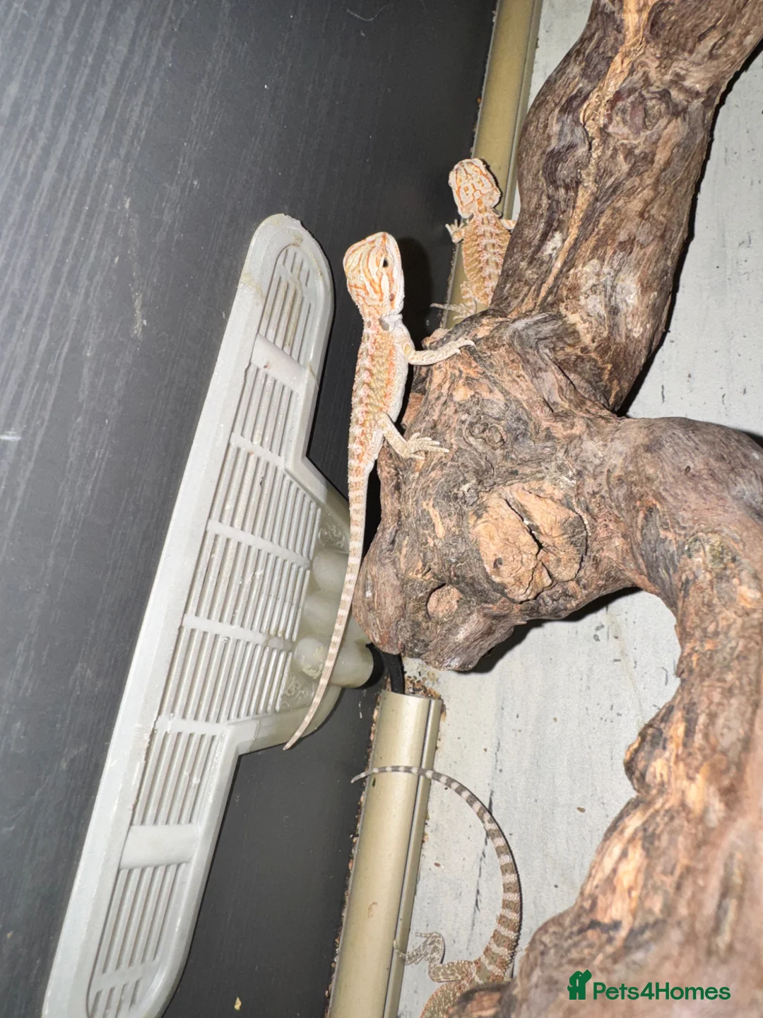 Bearded Dragon reptiles for sale: Baby&adult bearded dragons- possible a full setup  - Advert 10