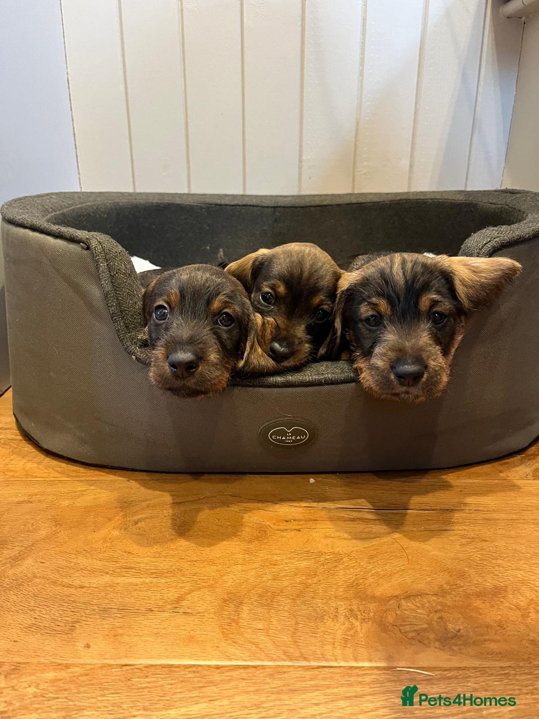 Dachshund dogs for sale: Standard Wire Haired Dachshund puppies - Advert 2