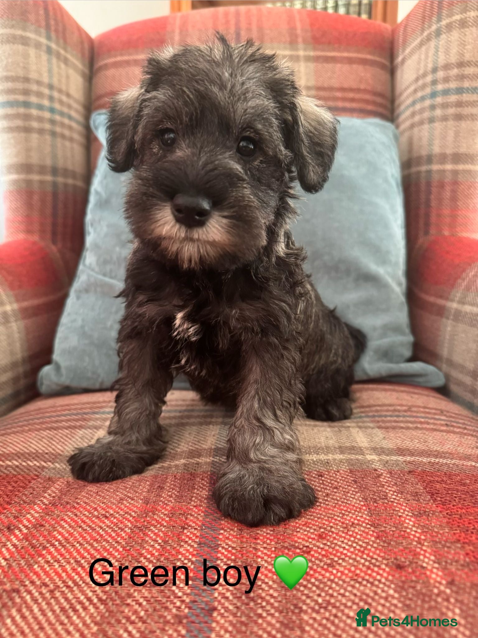 Miniature Schnauzer dogs KC Registered, health tested puppies available  - Advert 2
