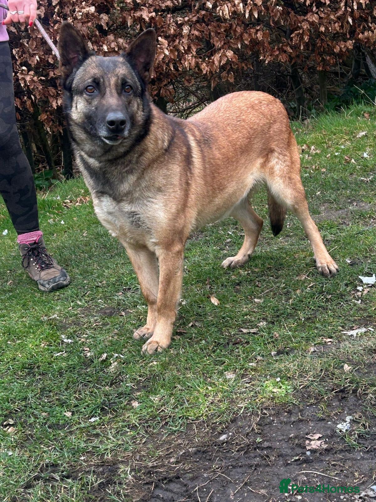 Belgian Shepherd Dog dogs Extremely friendly Belgian Shepherd Girl - Advert 19