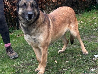 Belgian Shepherd Dog dogs - Advert 14