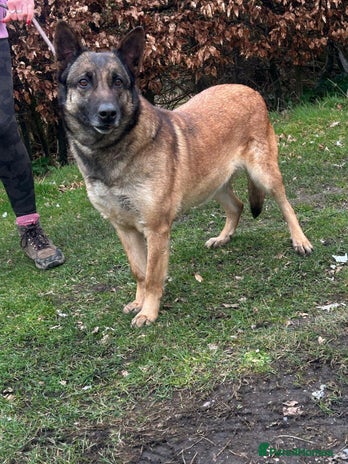 Belgian Shepherd Dog dogs - Advert 16