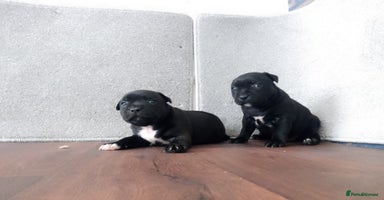 Staffordshire Bull Terrier dogs - Advert 16
